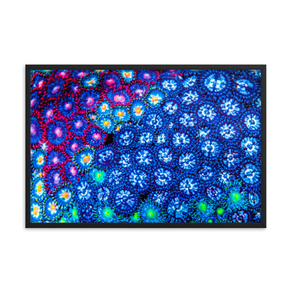 Winter Florals  - Framed Fine Art Print - Coral Reef Photography Art