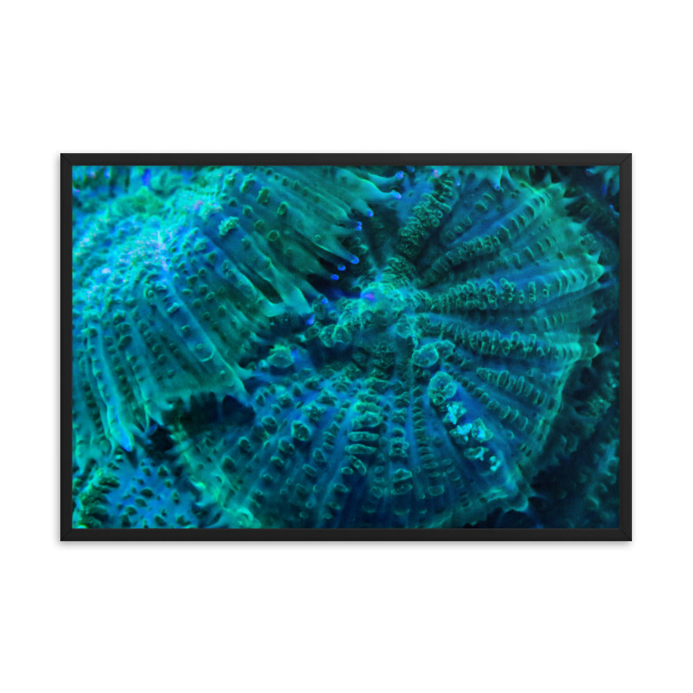 Green Testudo - Framed Fine Art Print - Coral Reef Photography Art