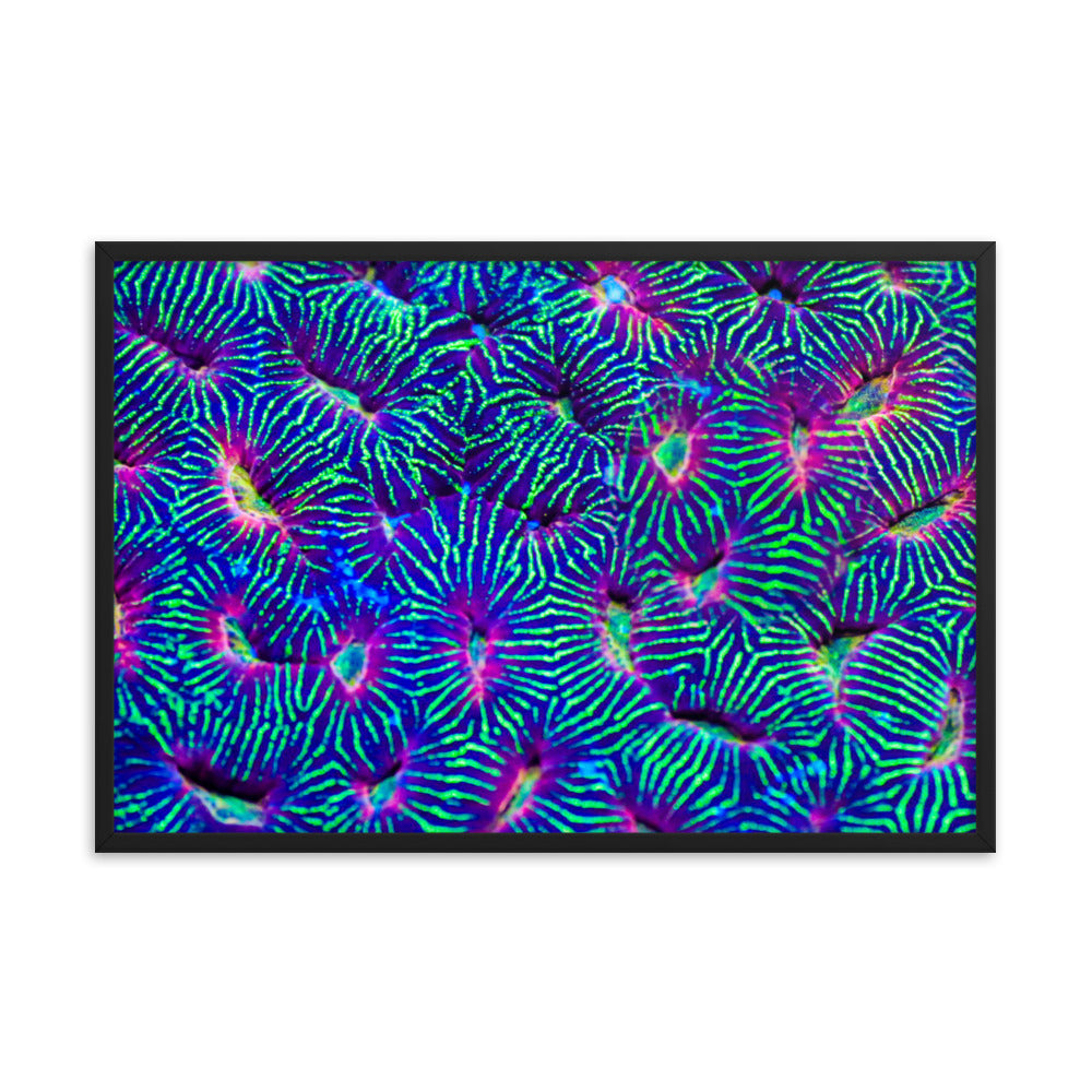 Jungle Stop - Framed Fine Art Print - Coral Reef Photography Art
