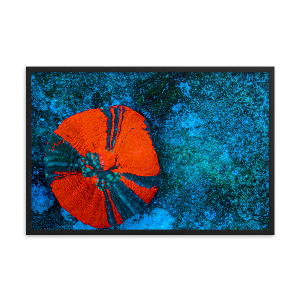 Artic Edge - Framed Fine Art Print - Coral Reef Photography Art