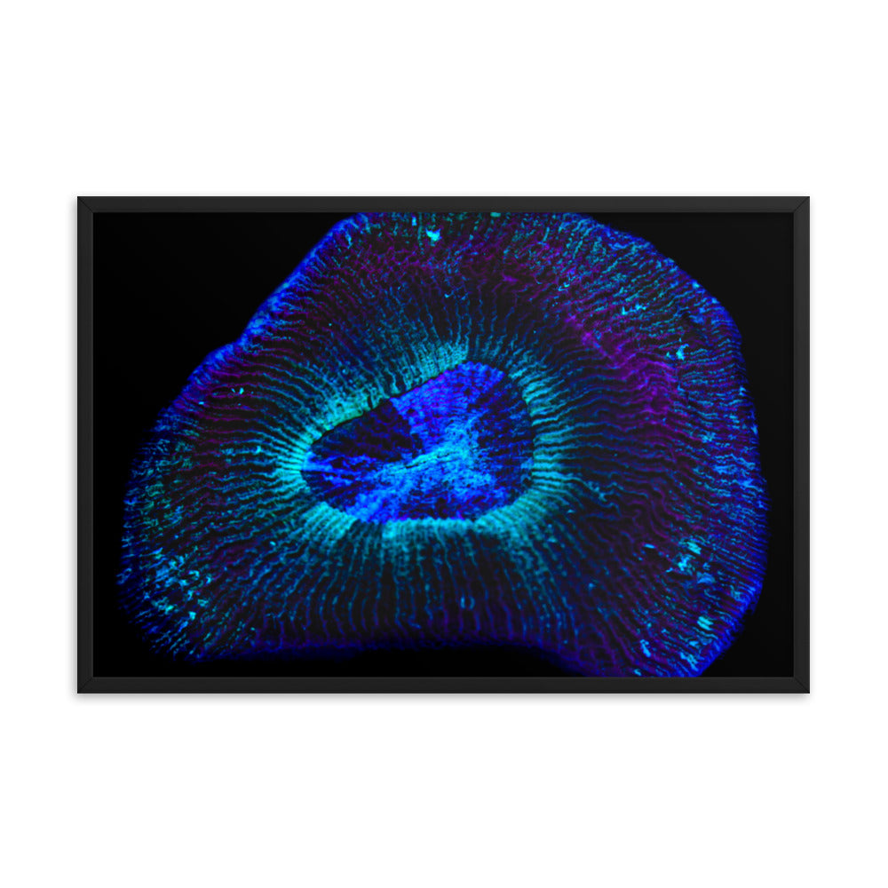 Crown Geode - Framed Fine Art Print - Coral Reef Photography Art