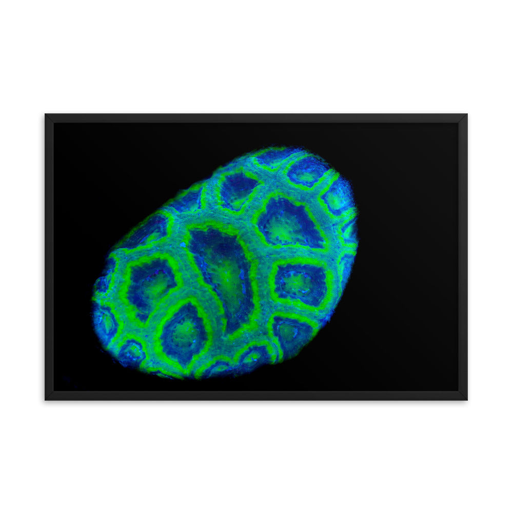 Green Petosky - Framed Fine Art Print - Coral Reef Photography Art