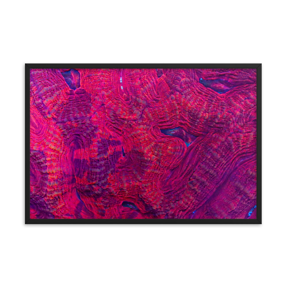 Igneous - Framed Fine Art Print - Coral Reef Photography Art
