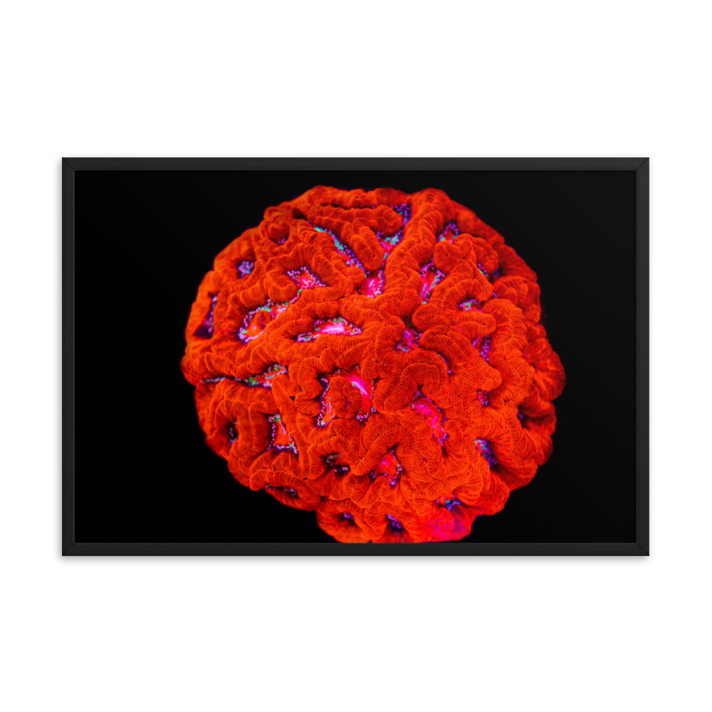 Mars' Craniology - Framed Fine Art Print - Coral Reef Photography Art