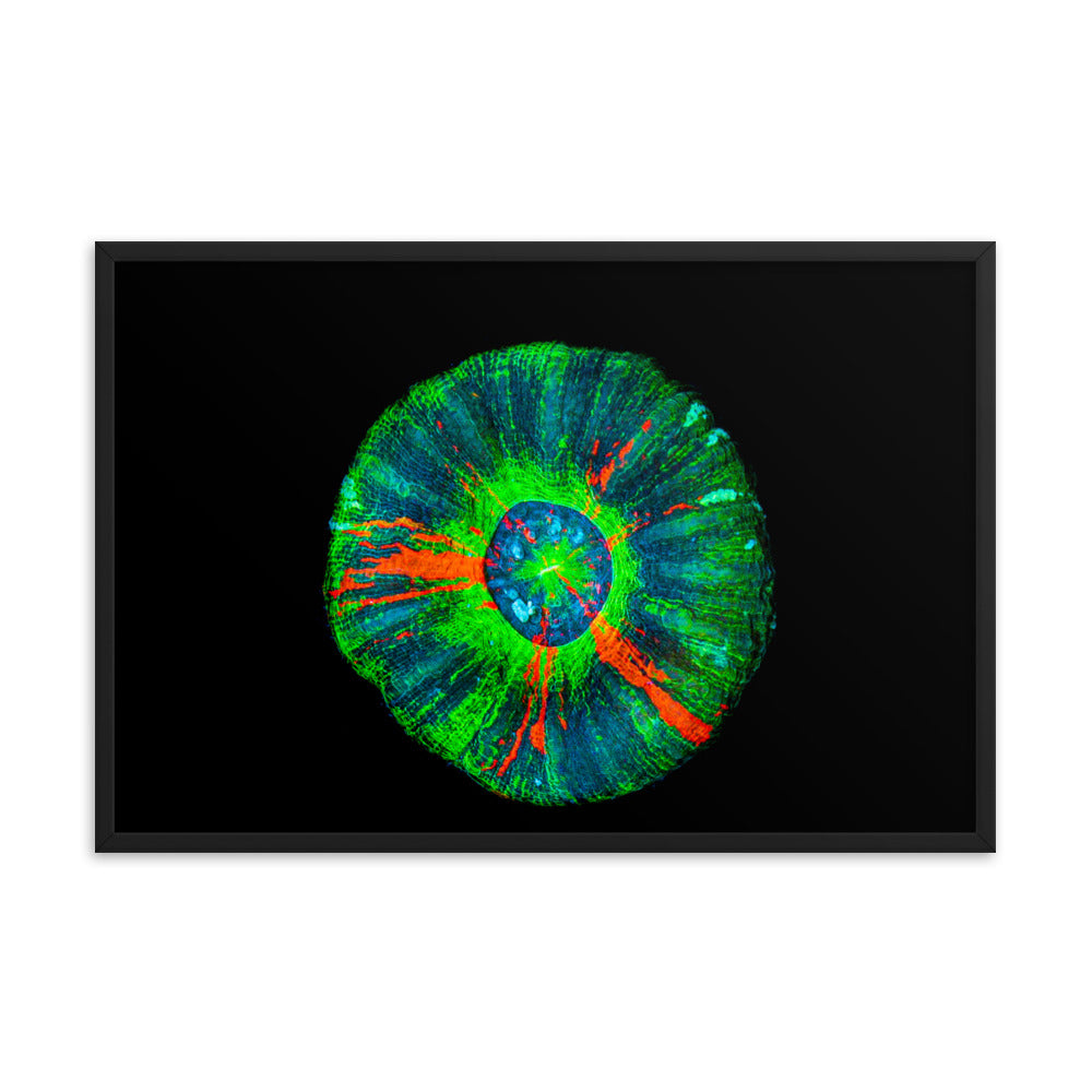 Oculus - Framed Fine Art Print - Coral Reef Photography Art