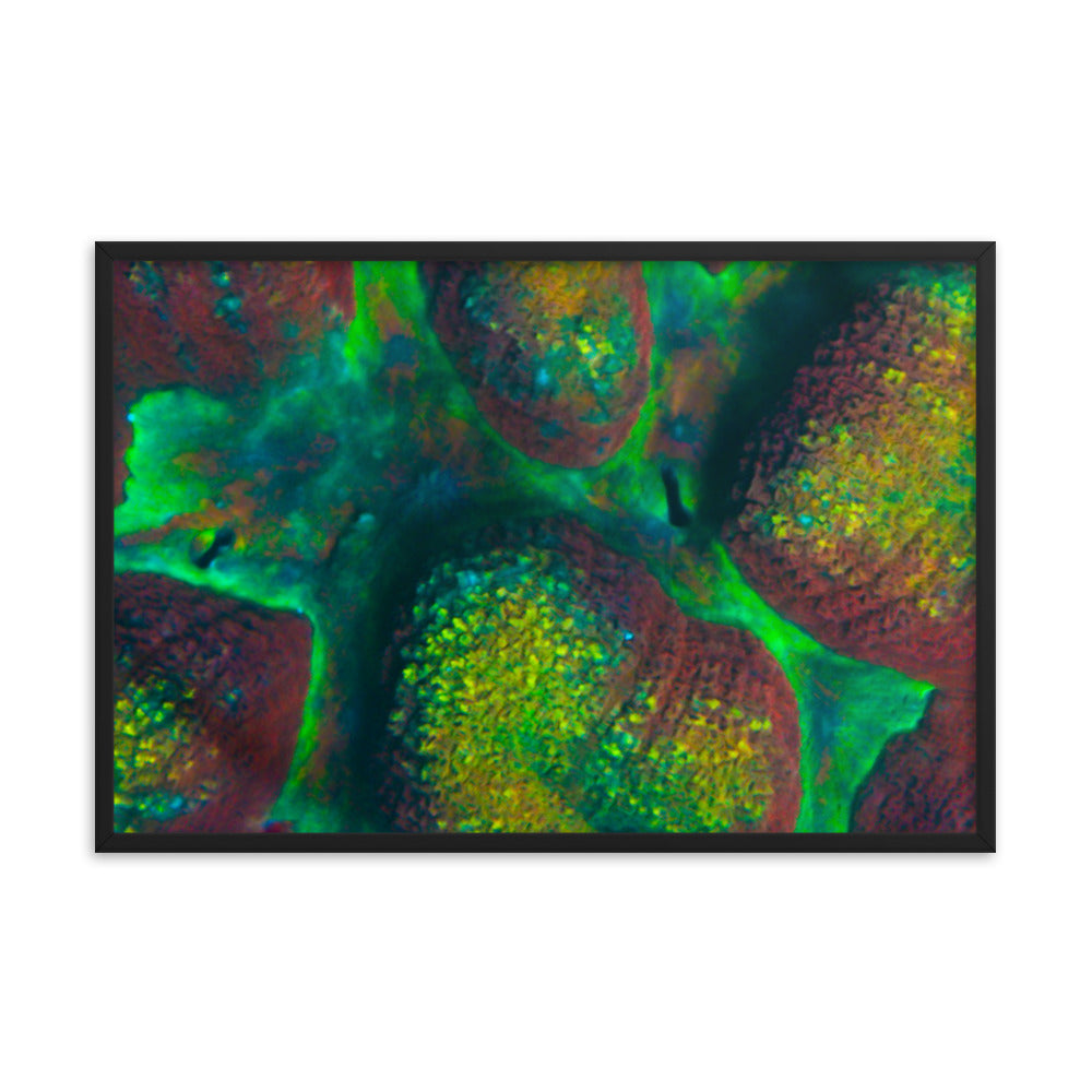 Rainbow Riverside - Framed Fine Art Print - Coral Reef Photography Art