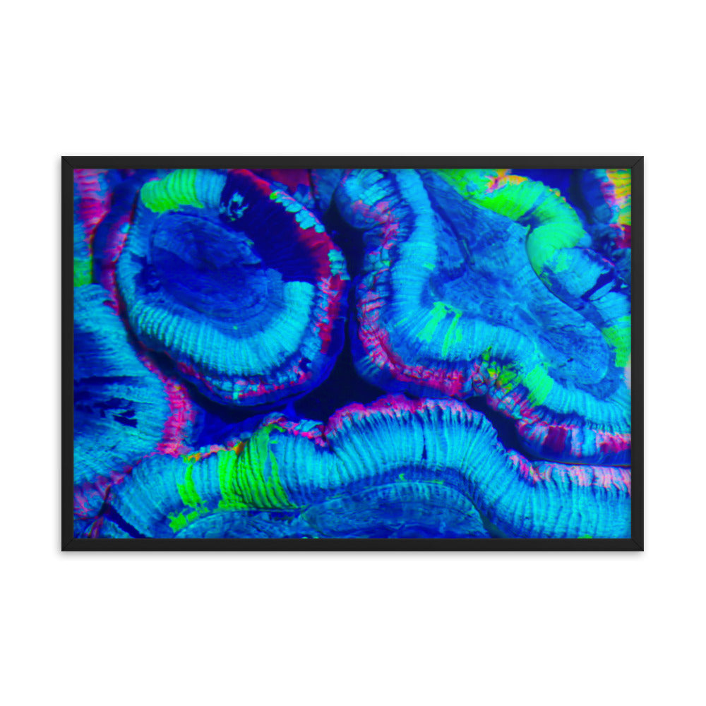 Rave Paint - Framed Fine Art Print - Coral Reef Photography Art