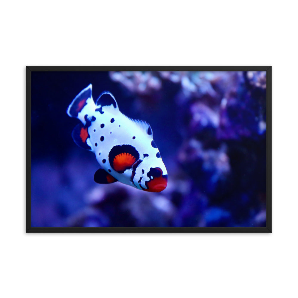 Ocellated Jester - Framed Fine Art Print - Coral Reef Photography Art