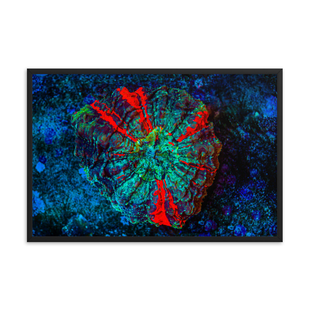 Red Radial - Framed Fine Art Print - Coral Reef Photography Art
