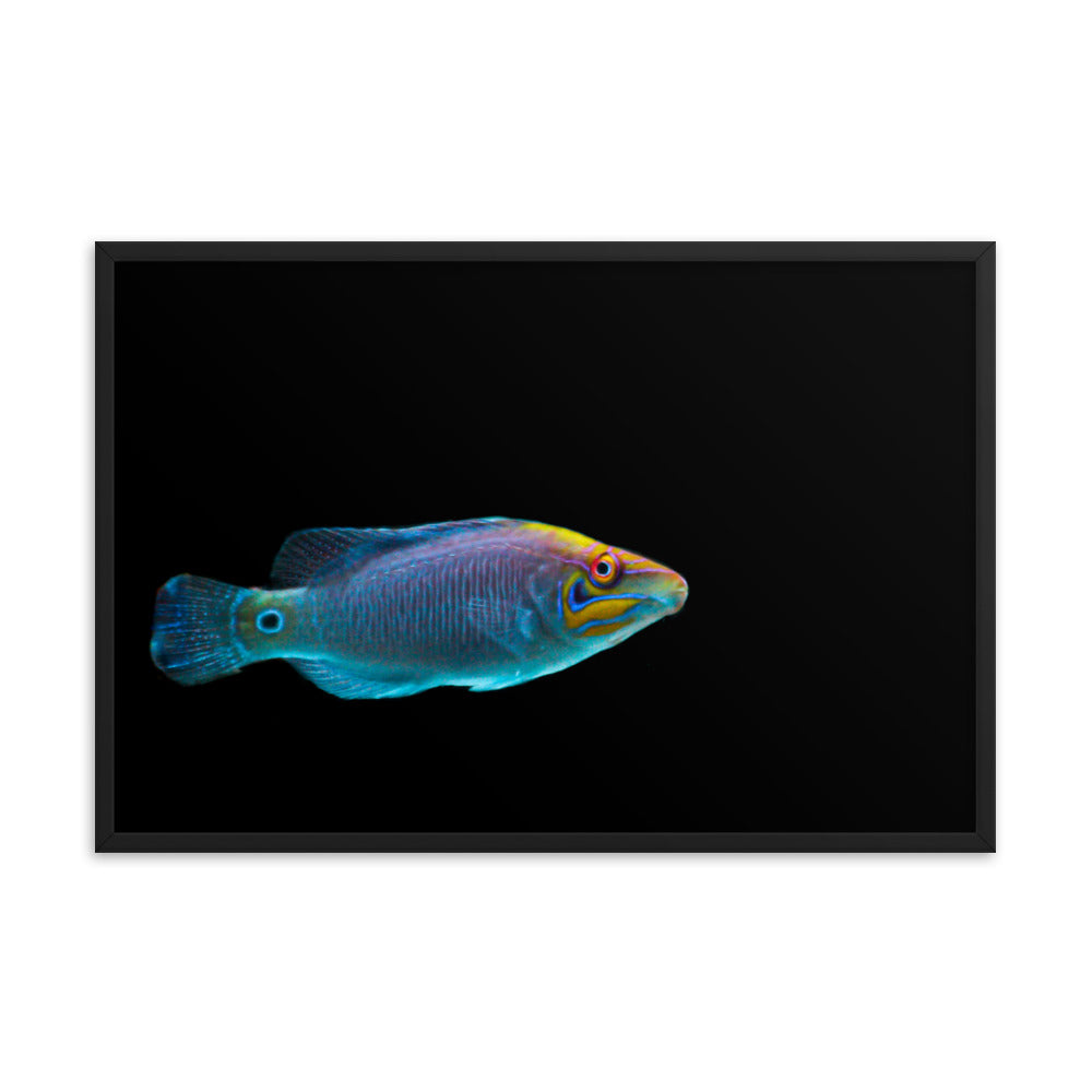 Fluores-Face - Framed Fine Art Print - Coral Reef Photography Art