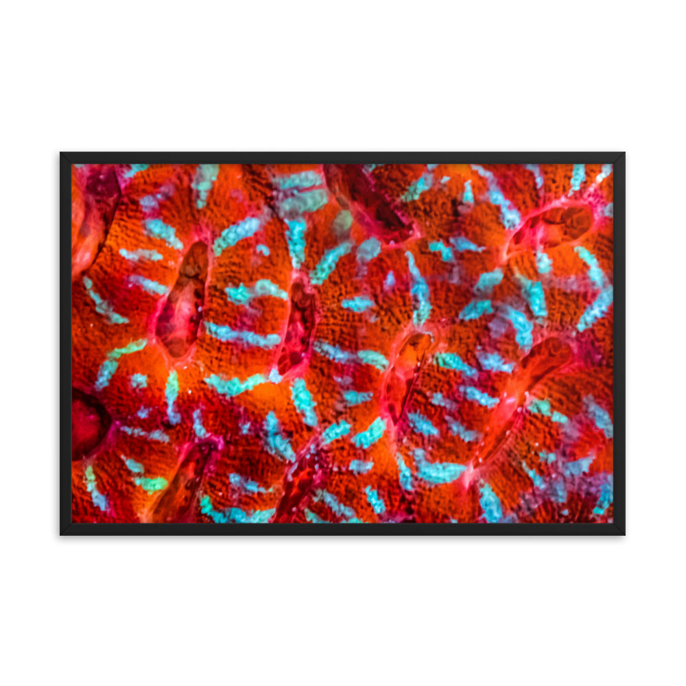 Turquoise Conchas - Framed Fine Art Print - Coral Reef Photography Art