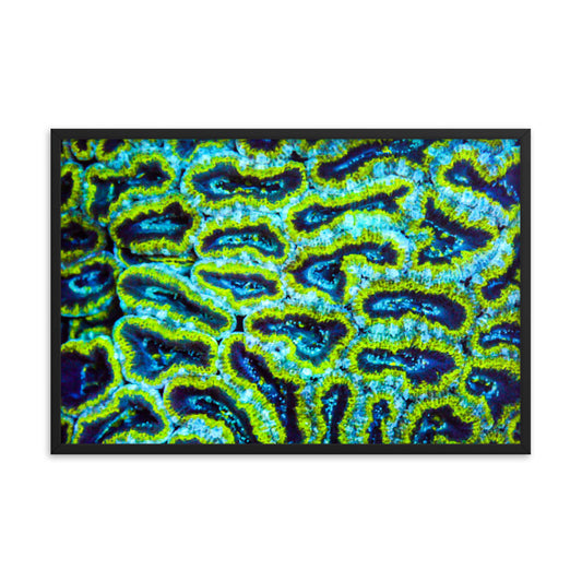 Victors - Framed Fine Art Print - Coral Reef Photography Art