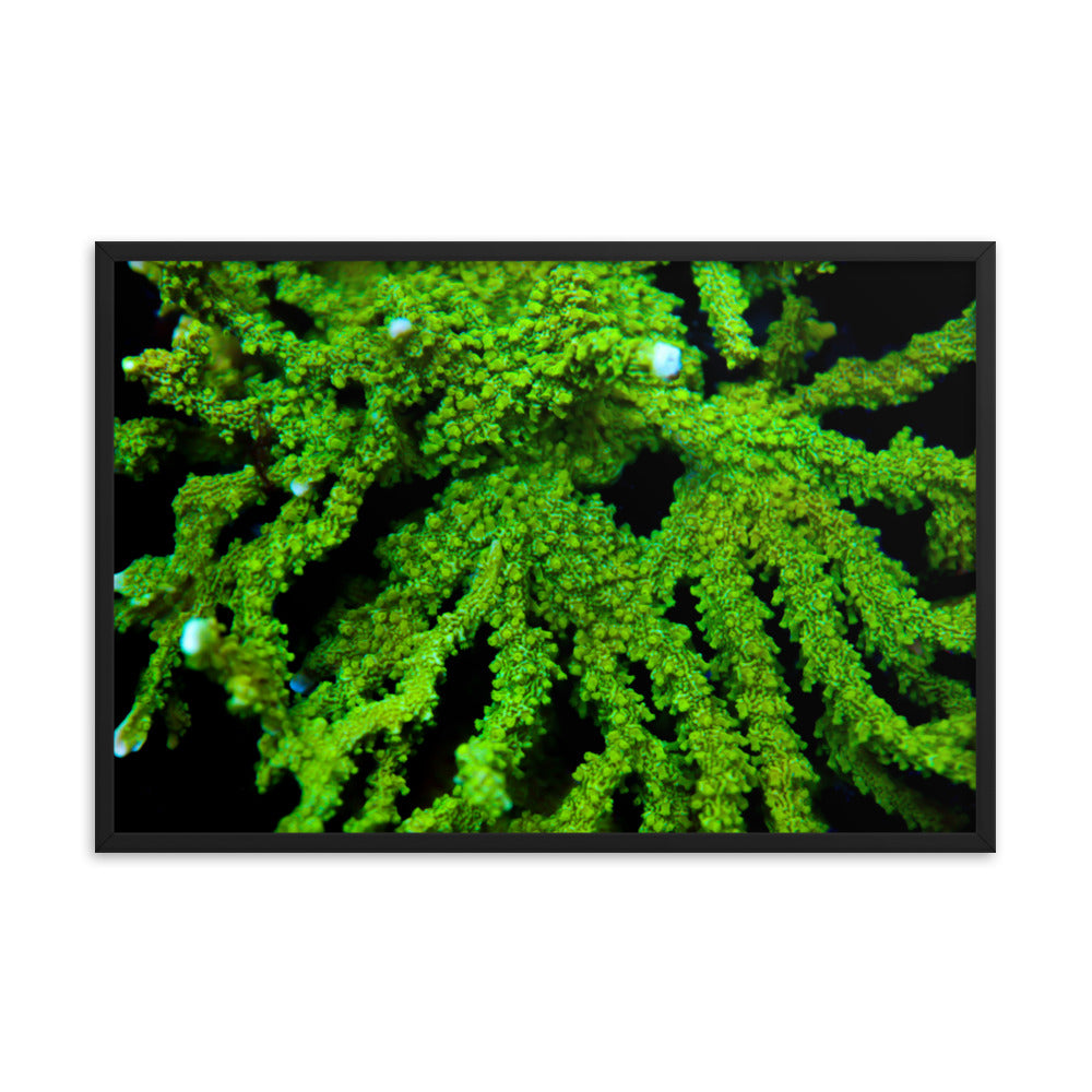 Davy Jones' Silhouette  - Framed Fine Art Print - Coral Reef Photography Art