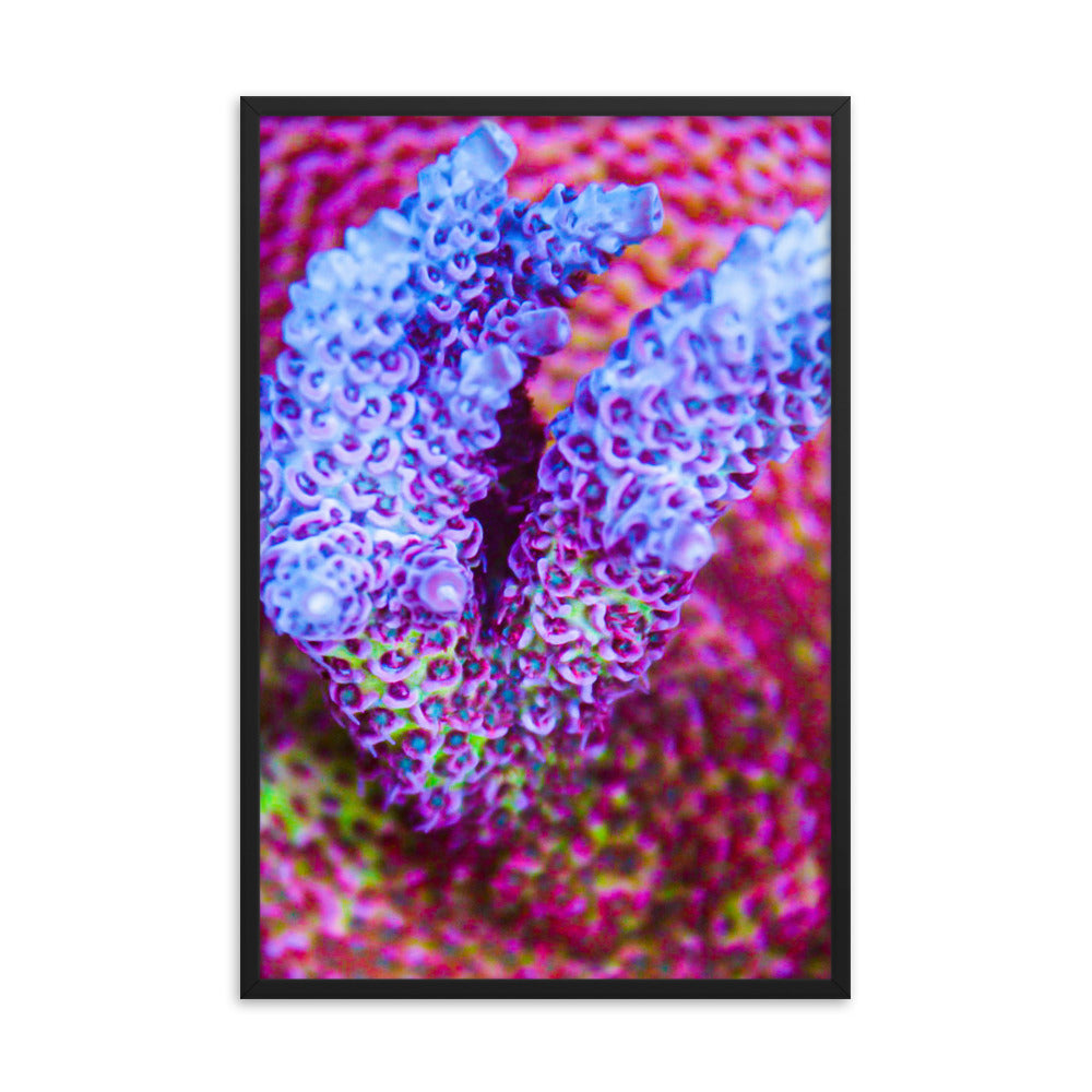 Frosted Tips - Framed Fine Art Print - Coral Reef Photography Art