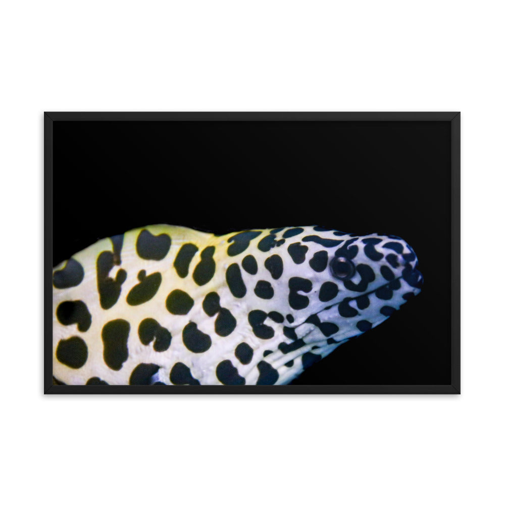 Blue In The Face - Framed Fine Art Print - Coral Reef Photography Art