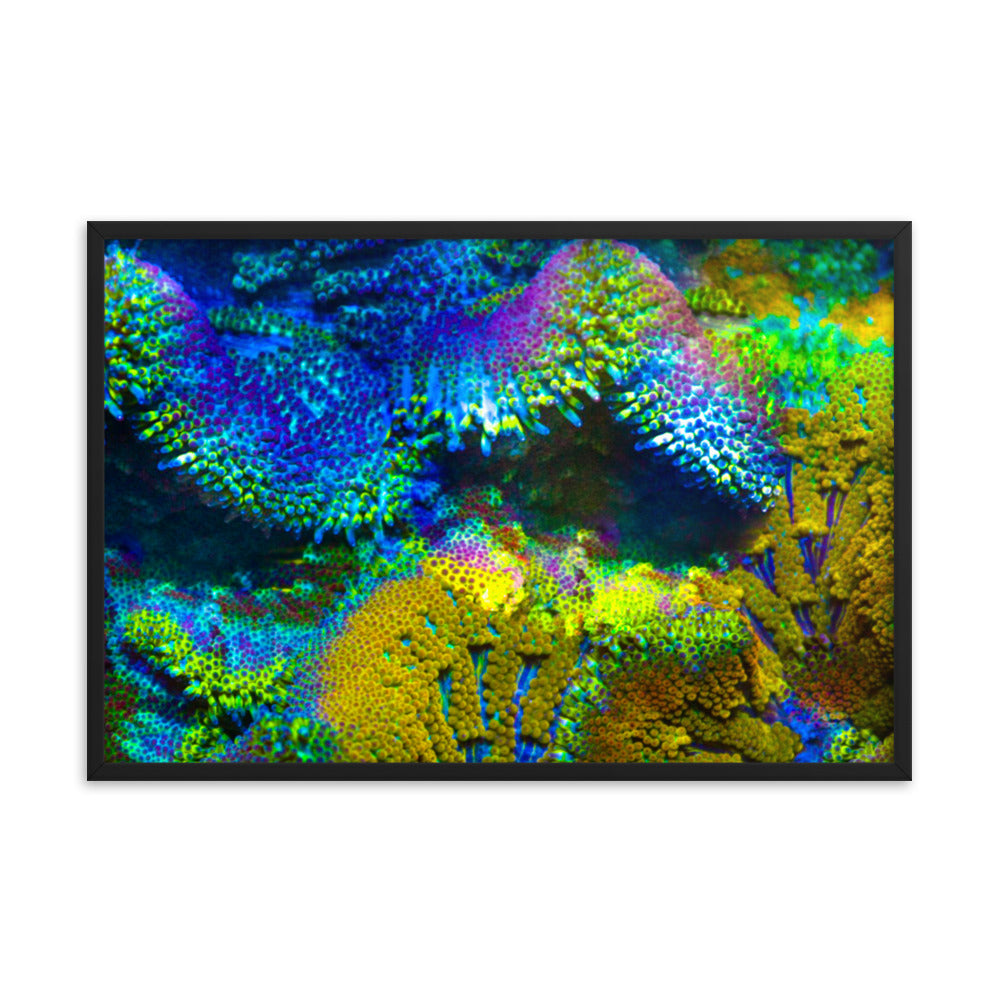 Shades Of Madness - Framed Fine Art Print - Coral Reef Photography Art