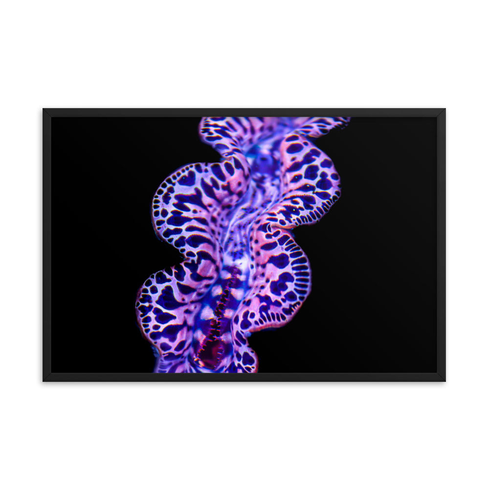 Plasma Portal - Framed Fine Art Print - Coral Reef Photography Art