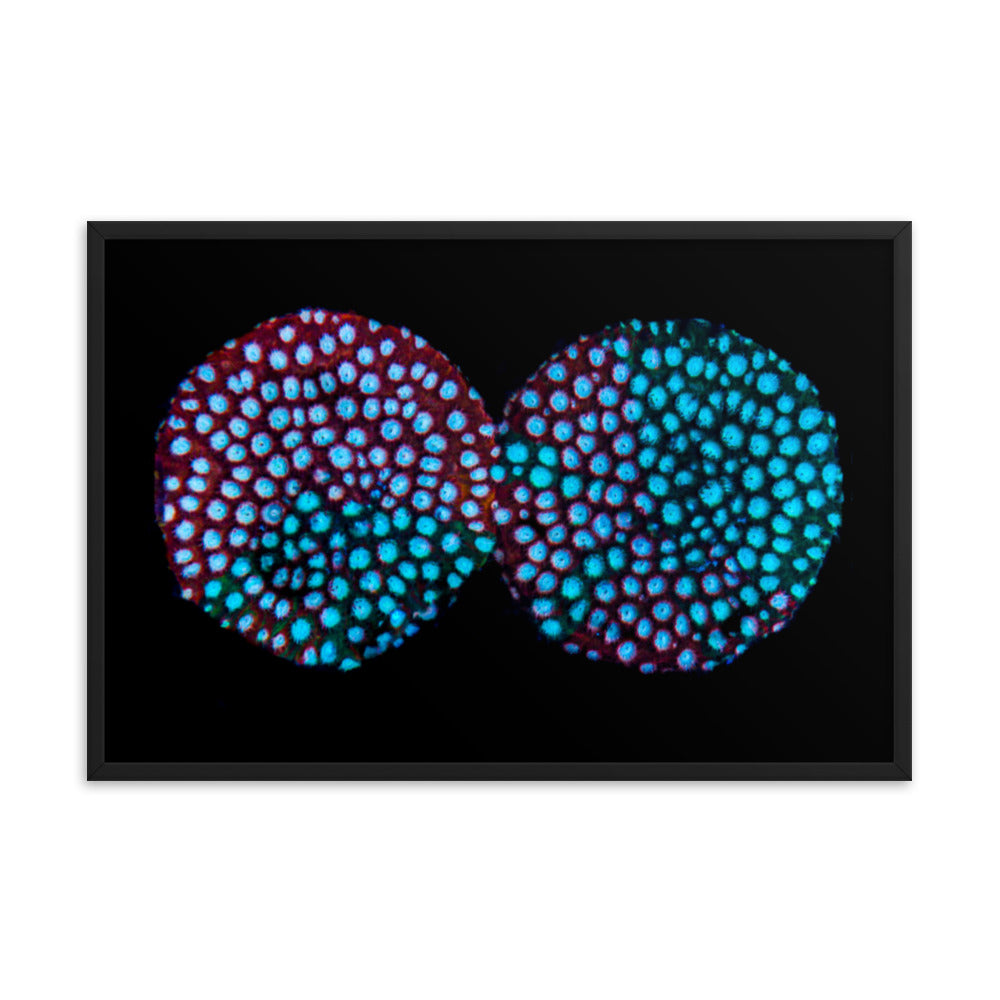 Hypnosis  - Framed Fine Art Print - Coral Reef Photography Art