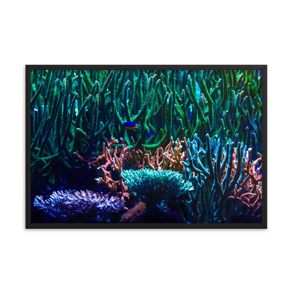 Limestone Forest - Framed Fine Art Print - Coral Reef Photography Art