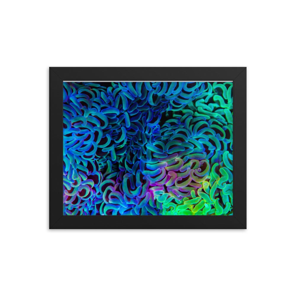Aurora - Framed Fine Art Print - Coral Reef Photography Art