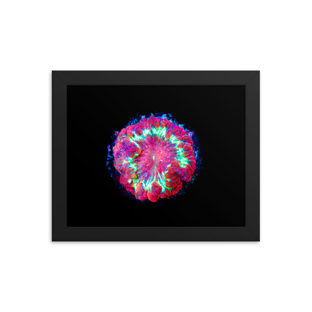 Blastonova - Framed Fine Art Print - Coral Reef Photography Art