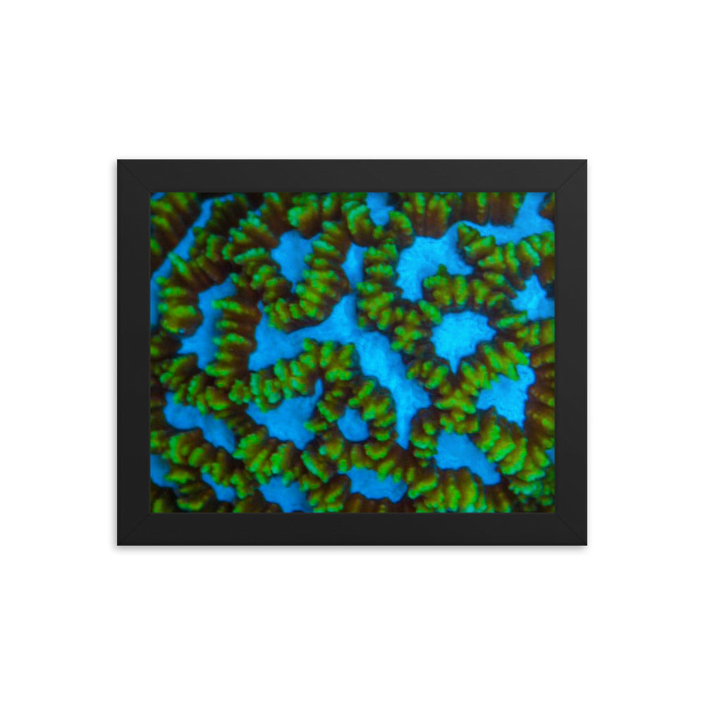 Blue Domino - Framed Fine Art Print - Coral Reef Photography Art
