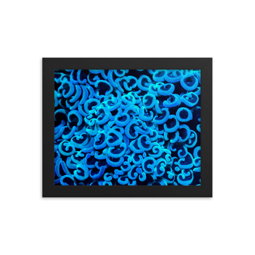 Cupid's Curls  - Framed Fine Art Print - Coral Reef Photography Art