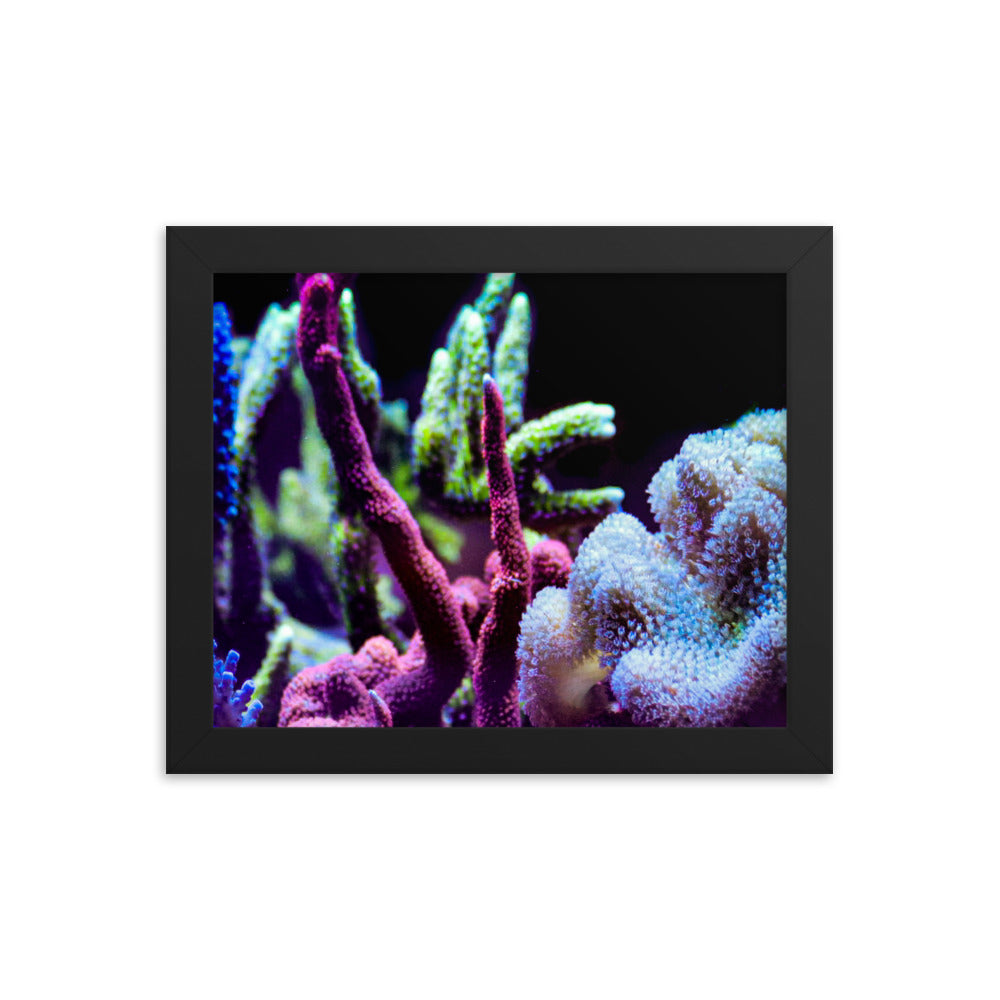 Fairy Garden  - Framed Fine Art Print - Coral Reef Photography Art