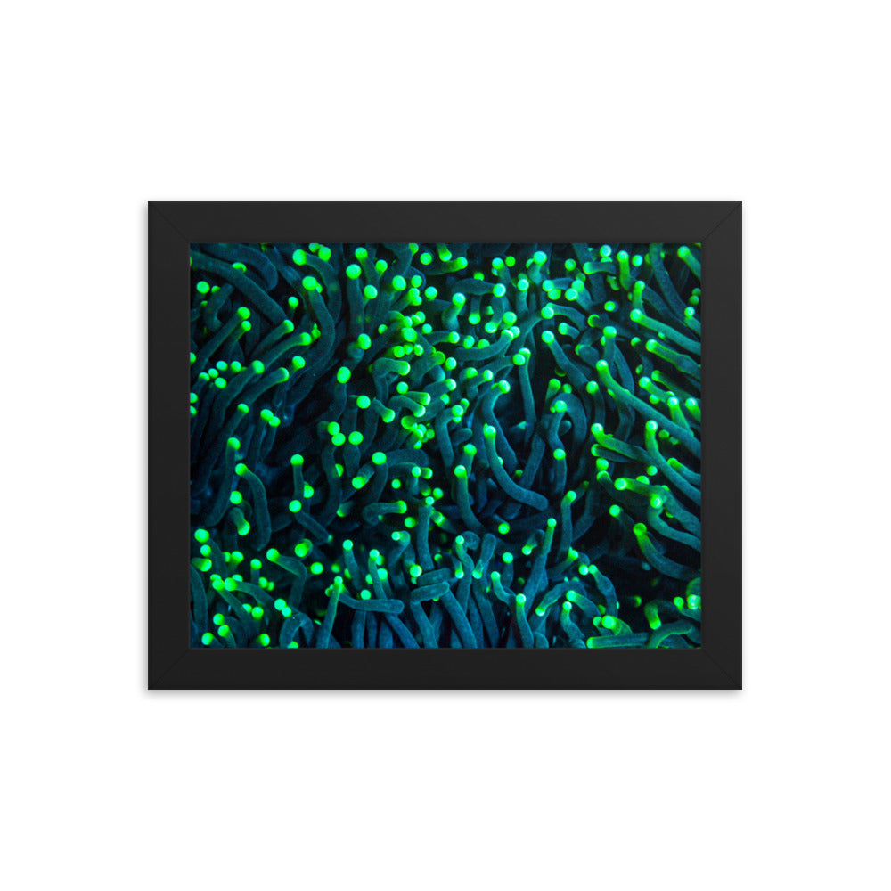 Firefly Rockets  - Framed Fine Art Print - Coral Reef Photography Art