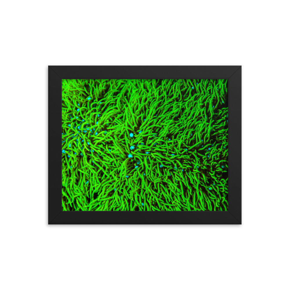 Greener Pastures  - Framed Fine Art Print - Coral Reef Photography Art