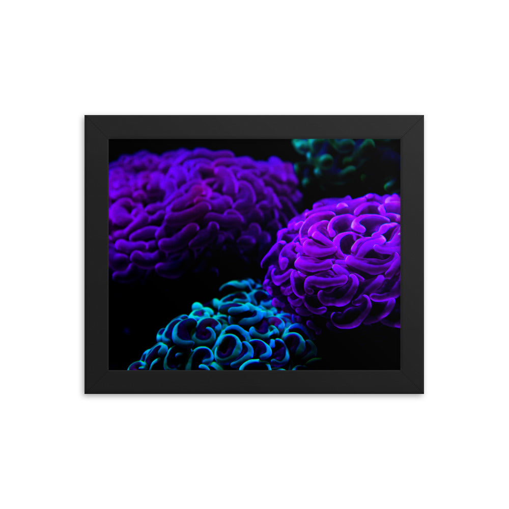 Joanna  - Framed Fine Art Print - Coral Reef Photography Art