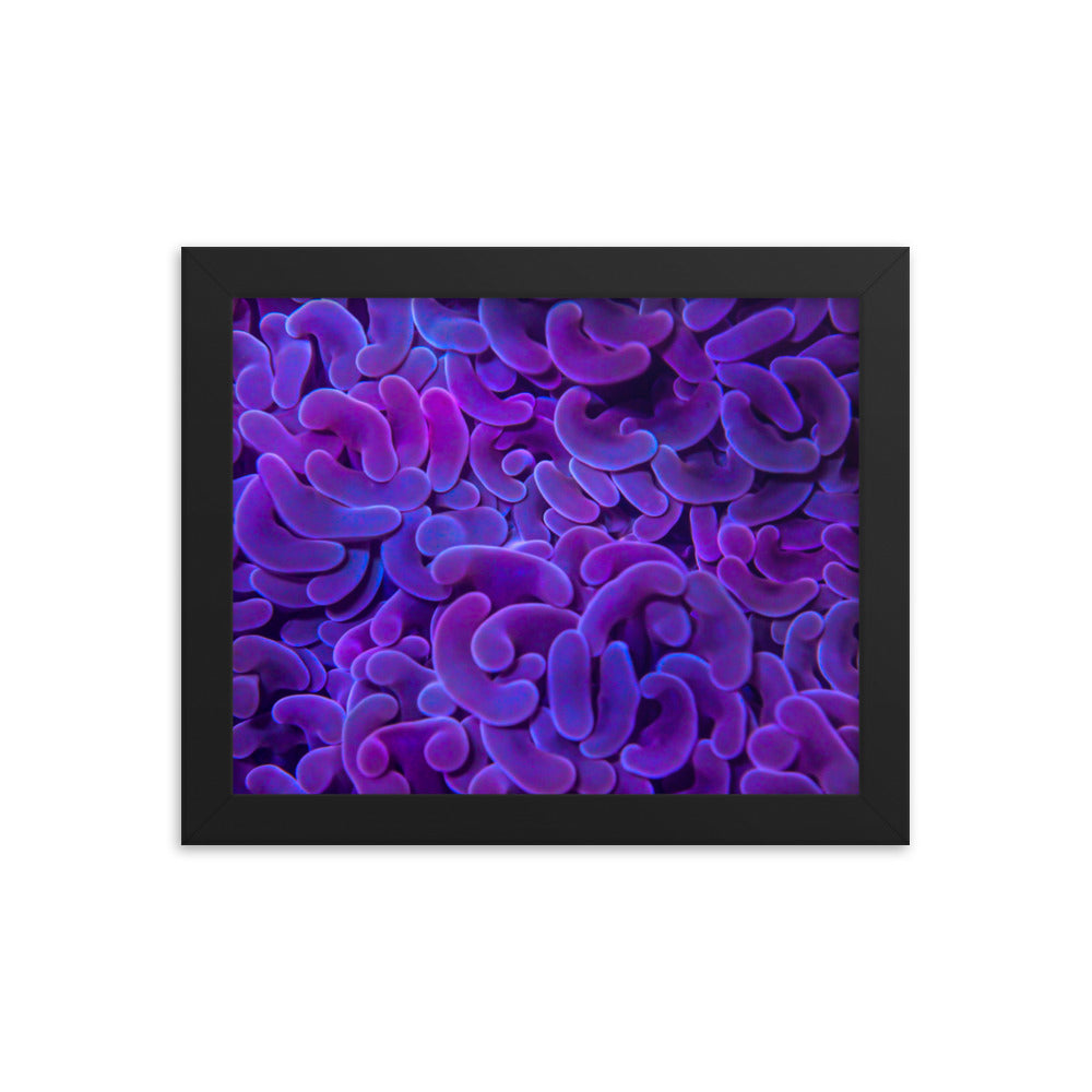 Taro Tide  - Framed Fine Art Print - Coral Reef Photography Art