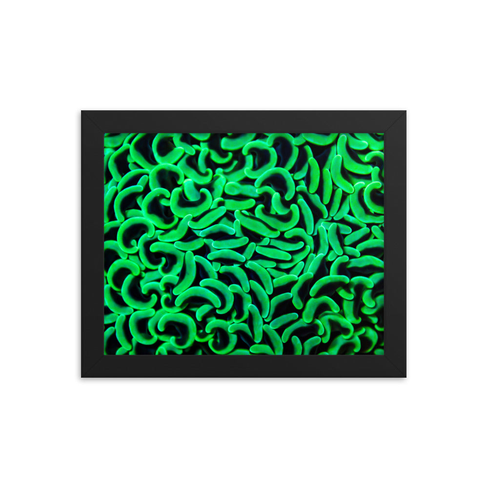 The Riddlers Rug - Framed Fine Art Print - Coral Reef Photography Art