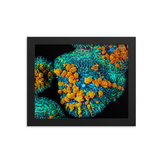 Breakout - Framed Fine Art Print - Coral Reef Photography Art