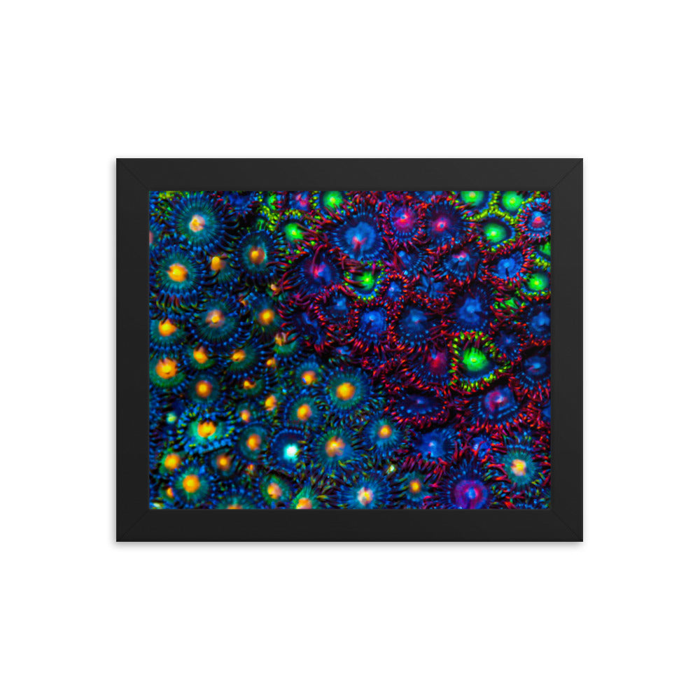 Turf War  - Framed Fine Art Print - Coral Reef Photography Art