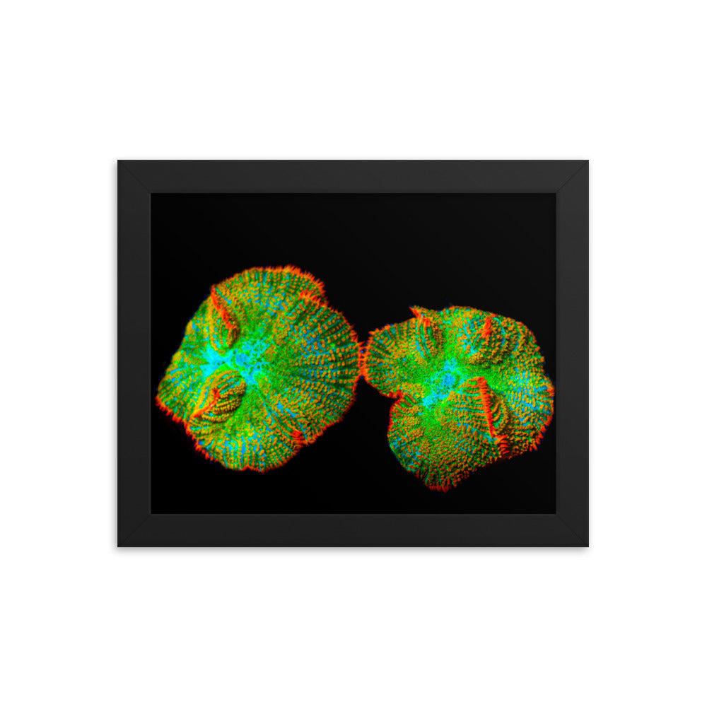 Lizard Frill - Framed Fine Art Print - Coral Reef Photography Art