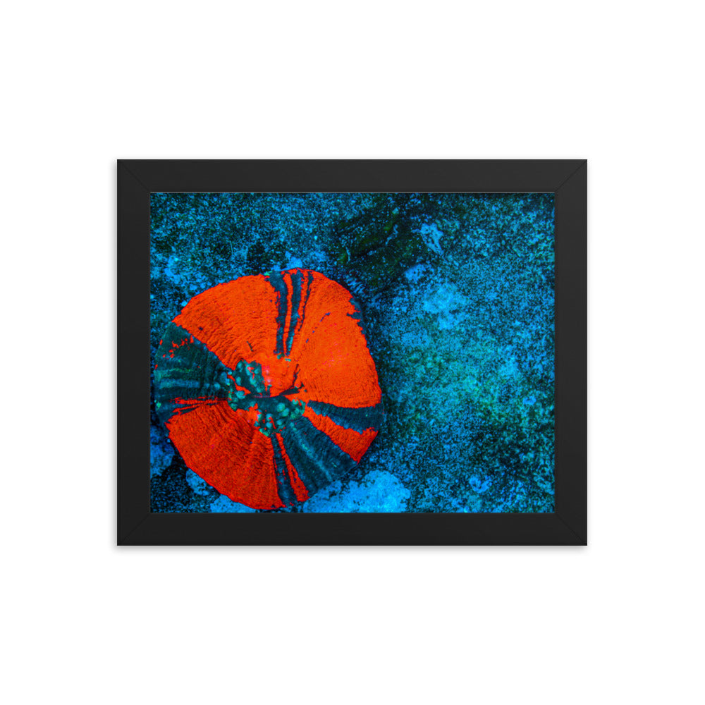 Artic Edge - Framed Fine Art Print - Coral Reef Photography Art