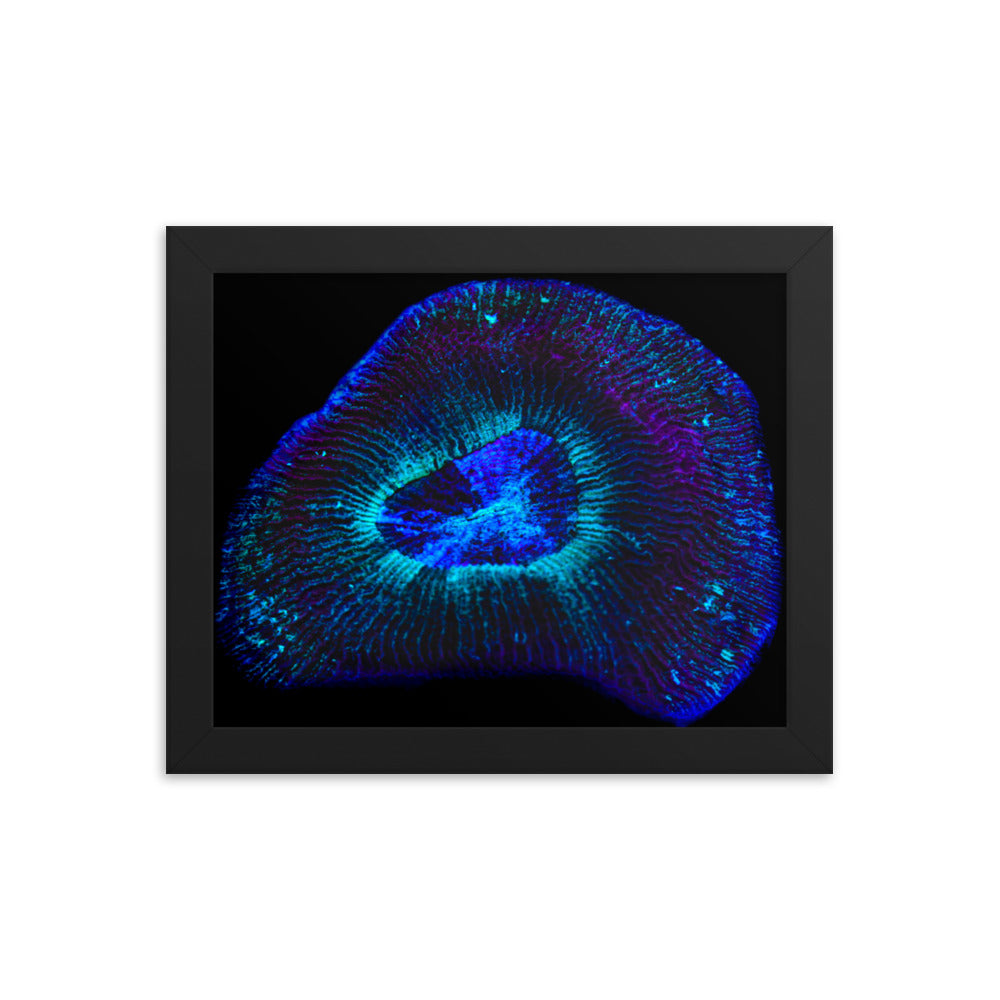 Crown Geode - Framed Fine Art Print - Coral Reef Photography Art