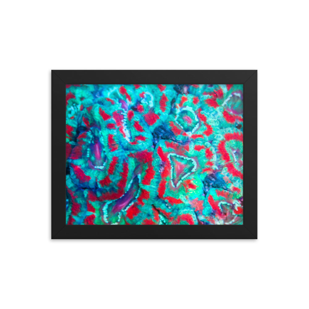 Ferr-Alligator - Framed Fine Art Print - Coral Reef Photography Art
