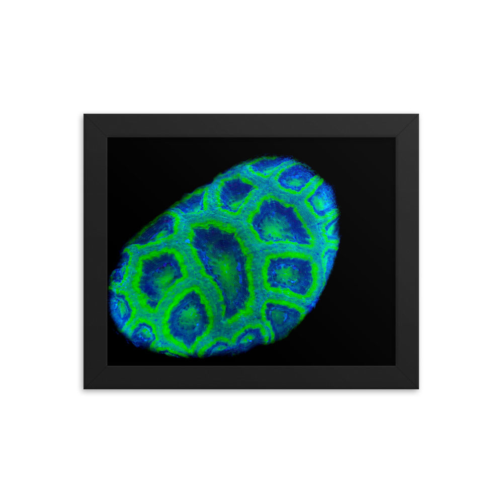 Green Petosky - Framed Fine Art Print - Coral Reef Photography Art