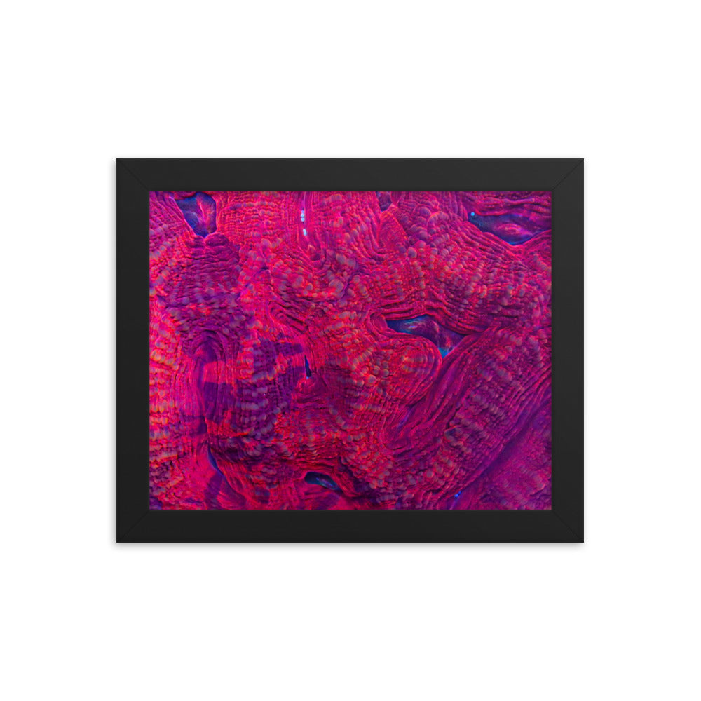 Igneous - Framed Fine Art Print - Coral Reef Photography Art