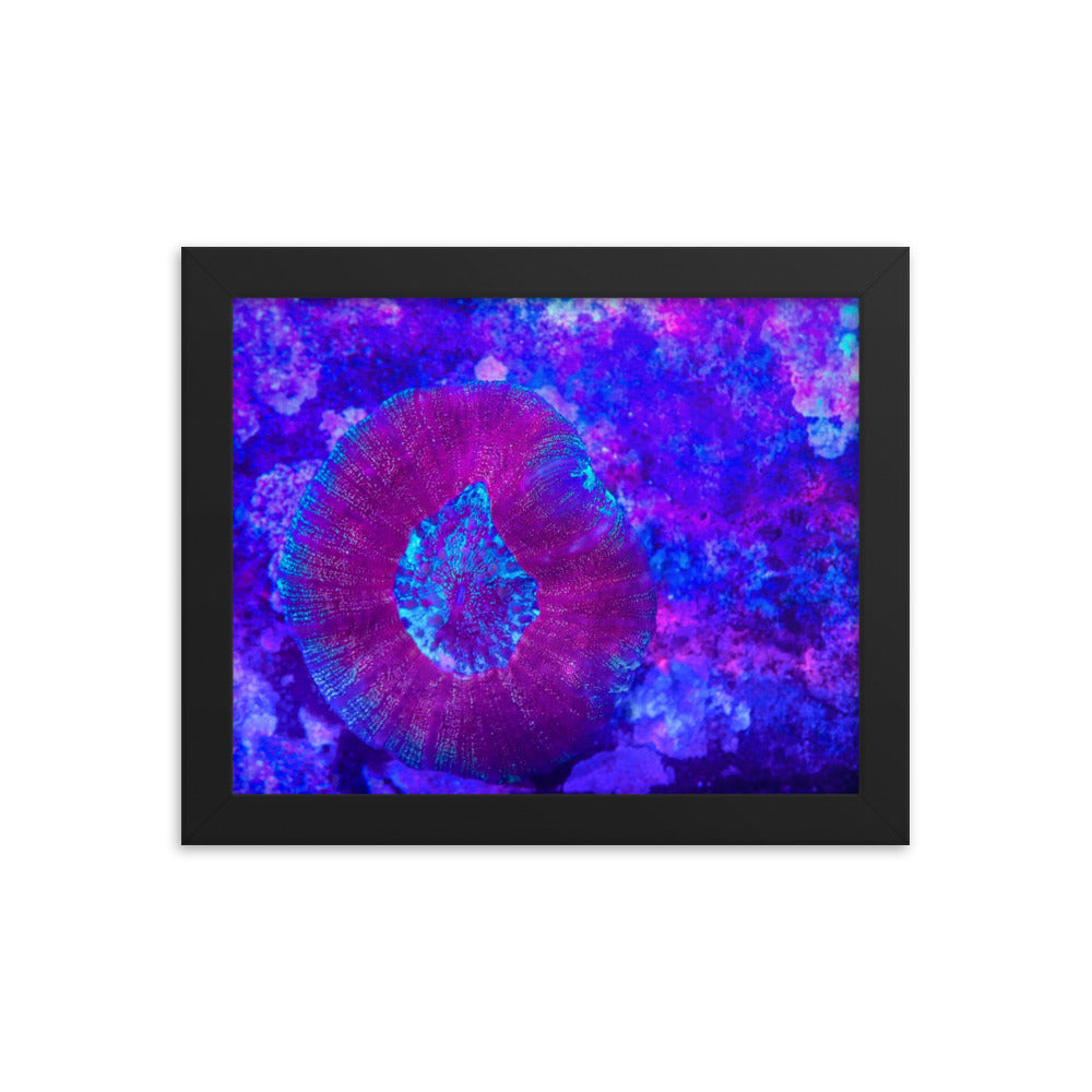 Iridescent Rain - Framed Fine Art Print - Coral Reef Photography Art