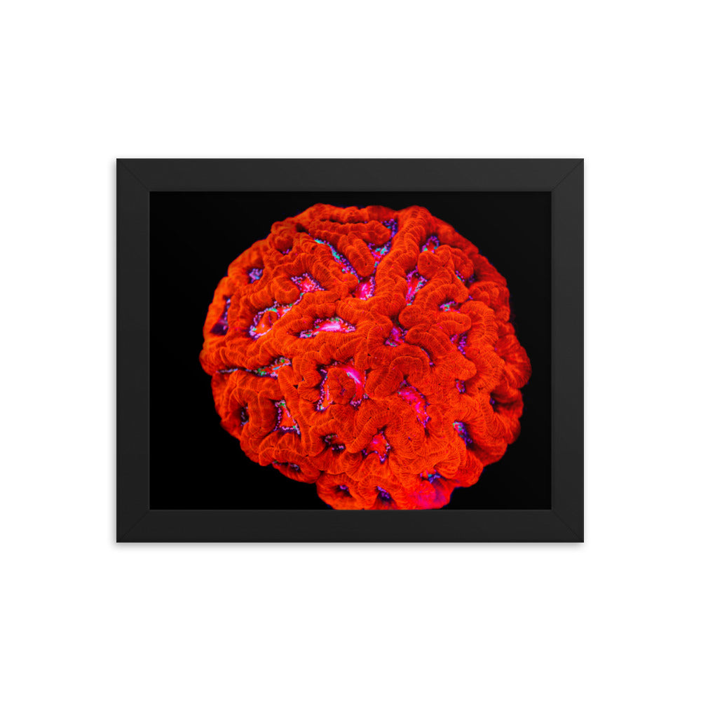 Mars' Craniology - Framed Fine Art Print - Coral Reef Photography Art