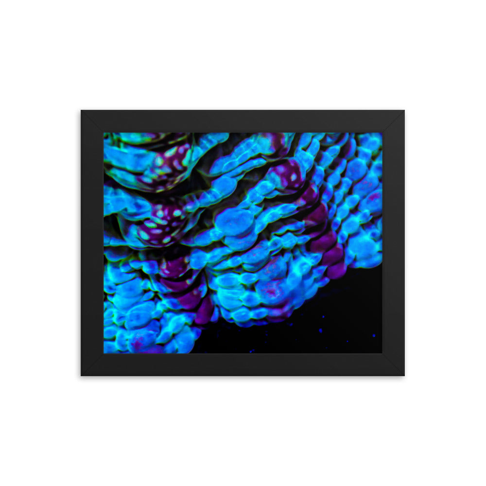 Nebulous Edge  - Framed Fine Art Print - Coral Reef Photography Art