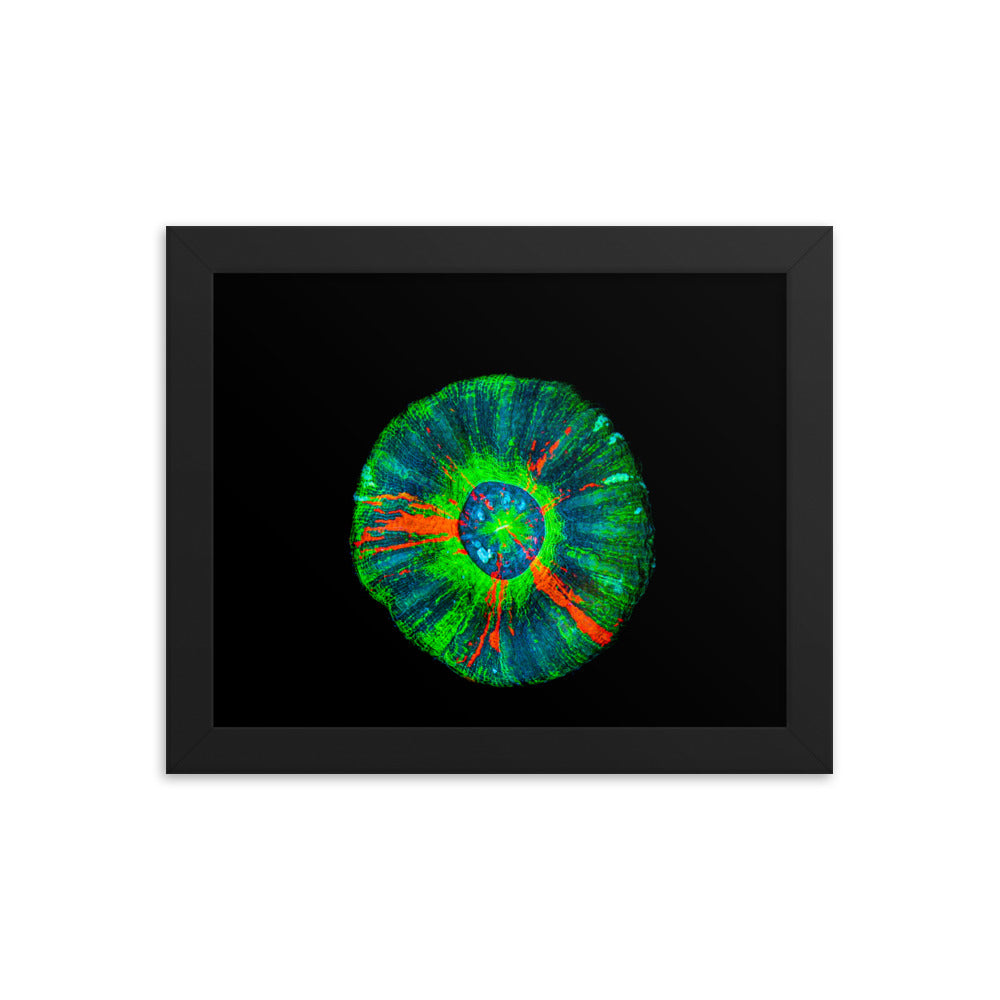 Oculus - Framed Fine Art Print - Coral Reef Photography Art