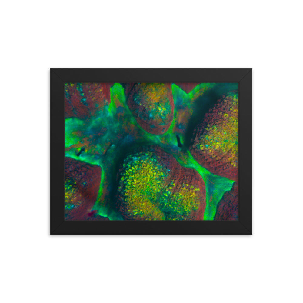 Rainbow Riverside - Framed Fine Art Print - Coral Reef Photography Art
