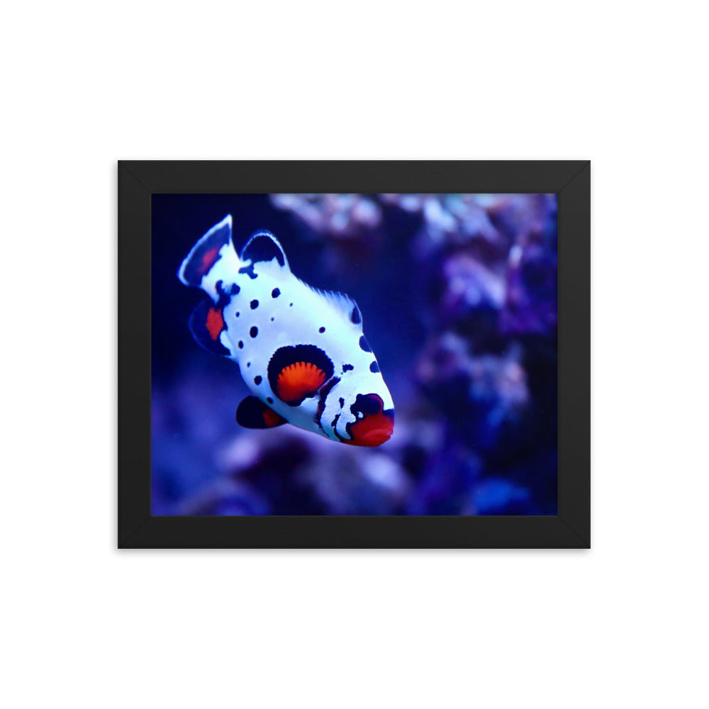 Ocellated Jester - Framed Fine Art Print - Coral Reef Photography Art