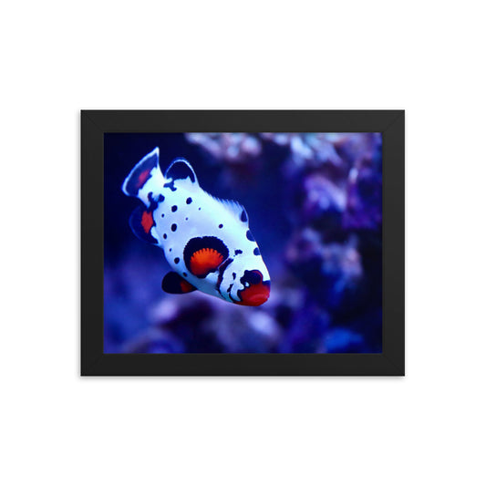 Ocellated Jester - Framed Fine Art Print - Coral Reef Photography Art