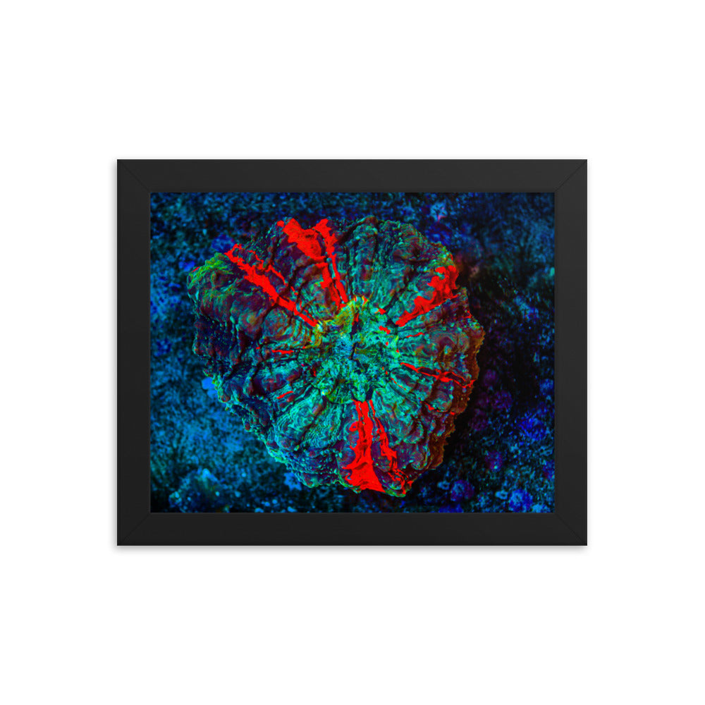 Red Radial - Framed Fine Art Print - Coral Reef Photography Art