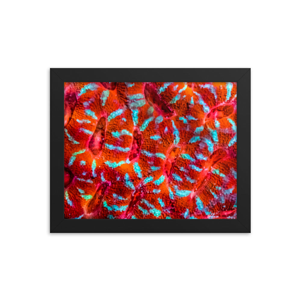 Turquoise Conchas - Framed Fine Art Print - Coral Reef Photography Art